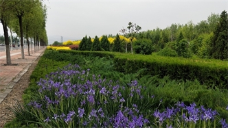 標(biāo)題：張家口經(jīng)開區(qū)秋季清水河生態(tài)綠廊建
瀏覽次數(shù)：2305
發(fā)表時(shí)間：2020-10-16