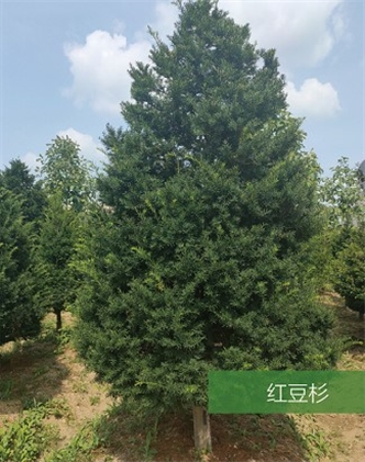 標(biāo)題：名貴樹(shù)種
瀏覽次數(shù)：1929
發(fā)表時(shí)間：2020-10-17