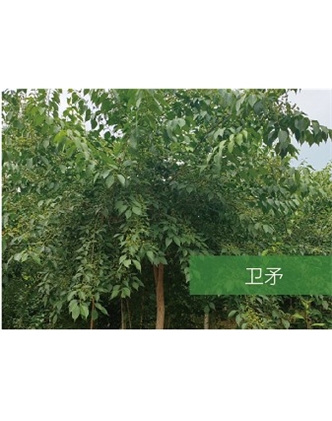 標(biāo)題：喬灌木
瀏覽次數(shù)：2178
發(fā)表時(shí)間：2020-10-17