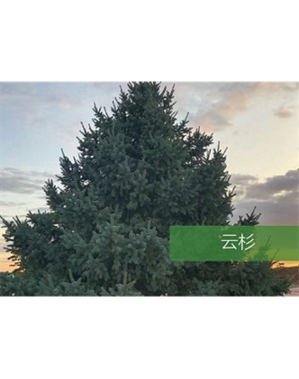 標(biāo)題：喬灌木
瀏覽次數(shù)：2225
發(fā)表時(shí)間：2020-10-17