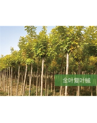 標(biāo)題：喬灌木
瀏覽次數(shù)：2025
發(fā)表時(shí)間：2020-10-17